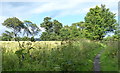 Fife Coastal Path at Blair