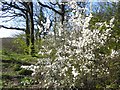 TQ4475 : Blossom in Oxleas Wood by Marathon