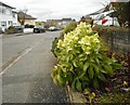 Hellebore, Hawthorn Avenue, Bearsden