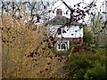 Spring foliage and bursting leaves, Belle Isle Park, Exeter