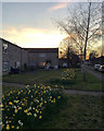 Lichfield Road: daffodils at dusk