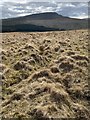 SN8920 : Sheep tracks across moorland by Alan Hughes