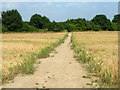 Path across corner of barley field