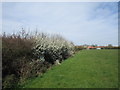 Blackthorn by the path to Beckingham