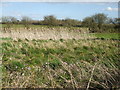 Marshy area near Whitewood Farm