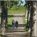 Walking between the pines