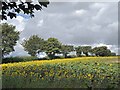 Sunflowers Hallington Lincolnshire Wolds