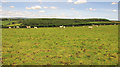 Sheep pasture near West Buckland