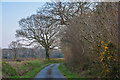 Dunkeswell : Country Lane