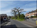 Old trees and hedge forming a dual carriageway in Beacon Heath