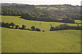 Devon pasture