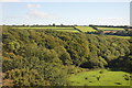 Woodland south of Bittaford