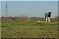 Horse on a hill, near Cottingham