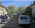 Ross Street: blossom time