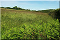 Grass field by Blakewell Hill