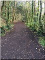 Path heading towards Longtimber Woods