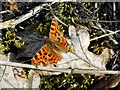 Comma butterfly