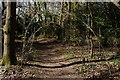 Arches in the Wood