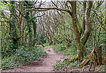 SO9095 : Woodland track on Colton Hills near Penn, Wolverhampton by Roger  Kidd