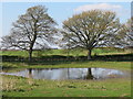 Pond at Brafferton