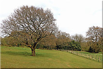 SO9095 : Oak tree, pasture and woodland on Colton Hills, Wolverhampton by Roger  Kidd