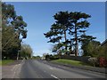 Cedar trees, Cowick Lane, Exeter