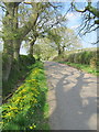 Red Hall Lane in spring