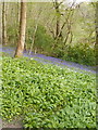 Wild Garlic and Bluebells in Round Copse