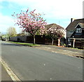 Pink blossom, Yewberry Lane, Newport