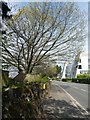 Trees bursting into leaf, Barrack Road, Exeter