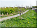 Path along the west side of Sharp Lane Plantations