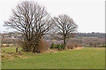 SO9095 : Staffordshire farmland north-west of Sedgley by Roger  Kidd