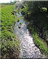 River Dene from the bridge at Walton