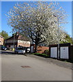 White blossom, Brynglas Avenue, Newport