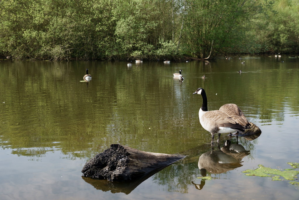 Mitcham Common © Peter Trimming :: Geograph Britain and Ireland