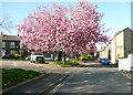 Cherry blossom, Churchfields Road, Brighouse