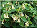 Creeping Comfrey (Symphytum grandiflorum), Heddon Common