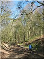 Track with pheasant feeder