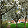 Wild cherry trees, Gaer Estate, Newport