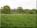 SJ4132 : Looking towards Mere Wood by John H Darch