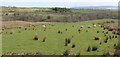 Farmland near Boag