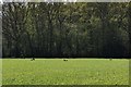 Needham,  Furze Covert: Playful hares in the field up to the covert