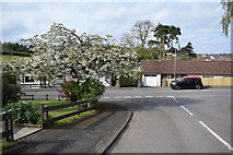 H4672 : Cherry blossom tree, Omagh by Kenneth  Allen