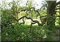 Crooked branches on a mature oak tree, Lorenden Park Painters Forstal