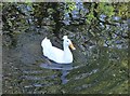 White crested duck on Stonebridge Pond, Faversham