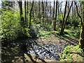 Woodland path, Blackwood Estate