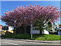 Cherry blossom on Whitecote Hill