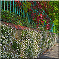 ST3087 : Daisies growing on a wall by Robin Drayton