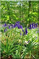 Native Bluebells in Pods Wood