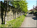 A row of rowans, Marsh Delves Lane, Southowram